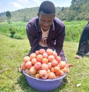 Un potentiel agricole sous-exploité, la production de tomates en difficulté