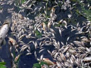 Kalehe : Plusieurs poissons meurent suite à une émission de gaz à Minova Plusieurs poissons meurent suite à une émission de gaz à Minova