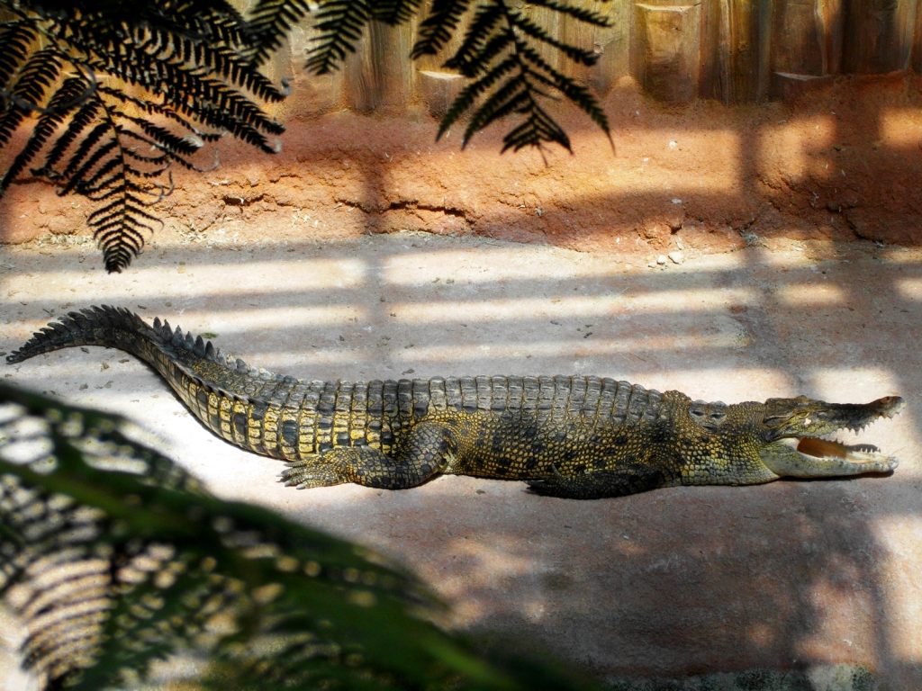 Les crocodiles du Nil, souvent confondus avec des caïmans par les riverains du lac Édouard, deviennent un danger permanent