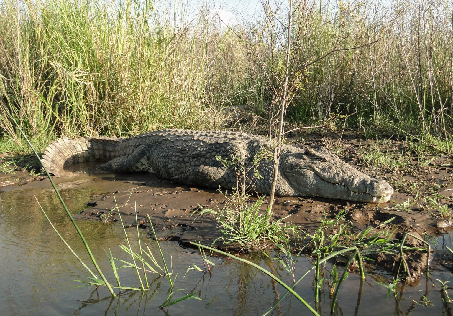 Les crocodiles du Nil, souvent confondus avec des caïmans par les riverains du lac Édouard, deviennent un danger permanent