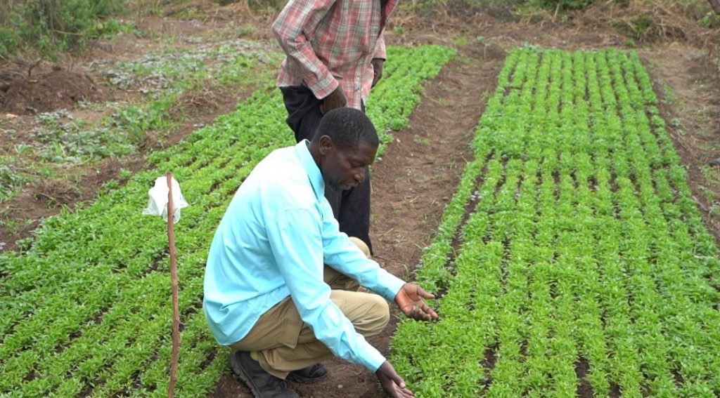 La culture du piment boostée par l’accompagnement d’Agriterra et des institutions locales