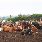 L’organisation Agriterra renforce son soutien à la filière laitière de la plaine de la Ruzizi