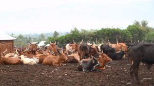Sud-Kivu : L’organisation Agriterra renforce son soutien à la filière laitière de la plaine de la Ruzizi L’organisation Agriterra renforce son soutien à la filière laitière de la plaine de la Ruzizi