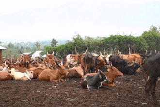 L’organisation Agriterra renforce son soutien à la filière laitière de la plaine de la Ruzizi