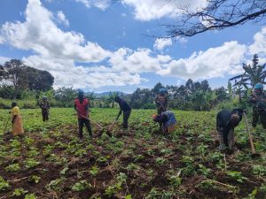 Grâce aux casques bleus de la Monusco, les populations d’une quarantaine de villages accédent à leurs champs