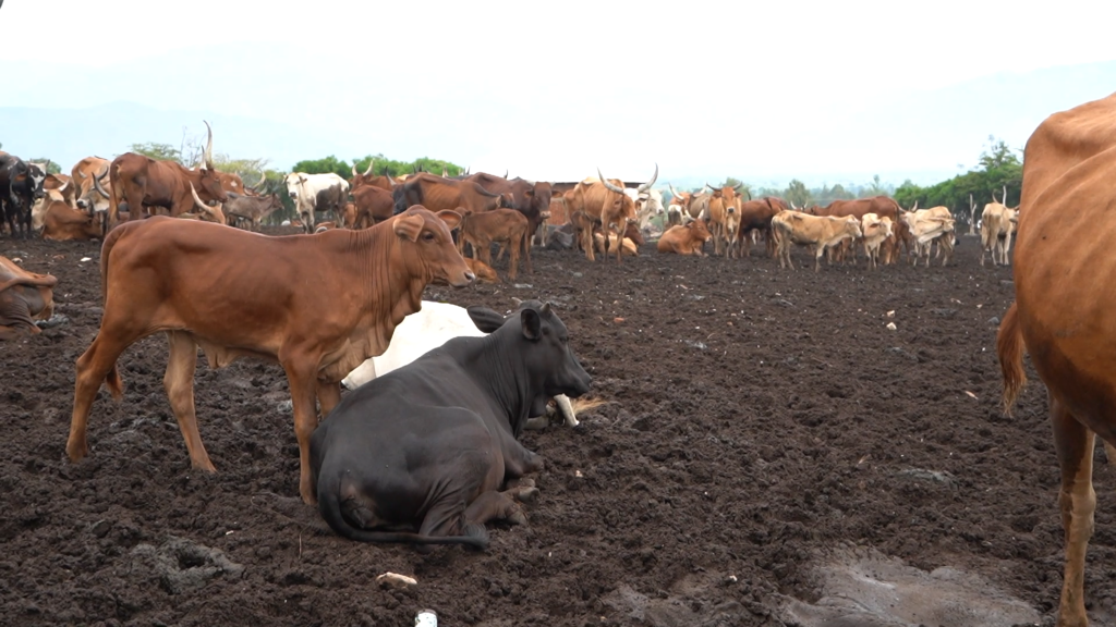 Reprise de la consommation, de la vente et de la circulation de bétail
