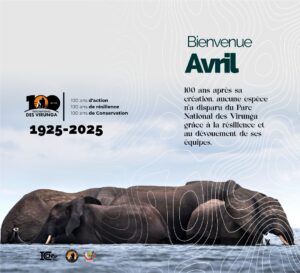 Centenaire du Parc National des Virunga, entre défis et conservation