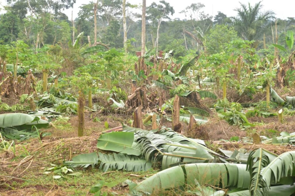 Tensions entre écogardes et agriculteurs après la destruction des champs à Mayangose