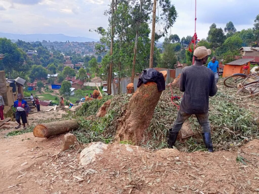 Butembo : un mort dans une tragédie d’abattage d’arbres à Wayene un mort dans une tragédie d'abattage d'arbres à Wayene