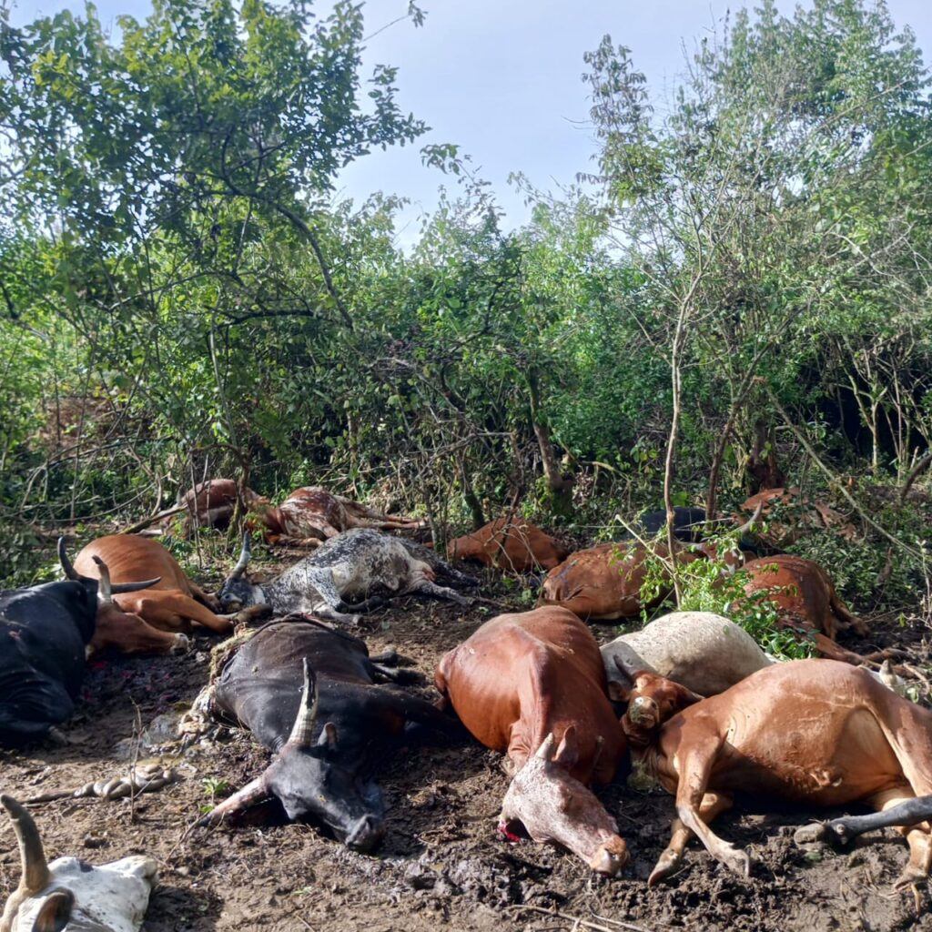plus de 50 vaches tuées lors d’une attaque de drones