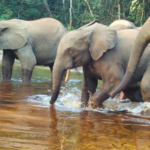 une femme tuée par des éléphants à Ankoro