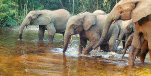 une femme tuée par des éléphants à Ankoro