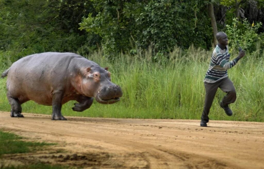 Rutshuru : un pêcheur grièvement blessé par un hippopotame à Nyakakoma un pêcheur grièvement blessé par un hippopotame à Nyakakoma