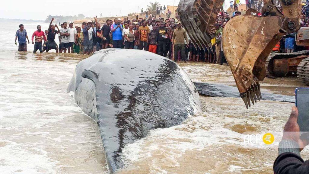 une baleine géante s’échoue et meurt à Moanda