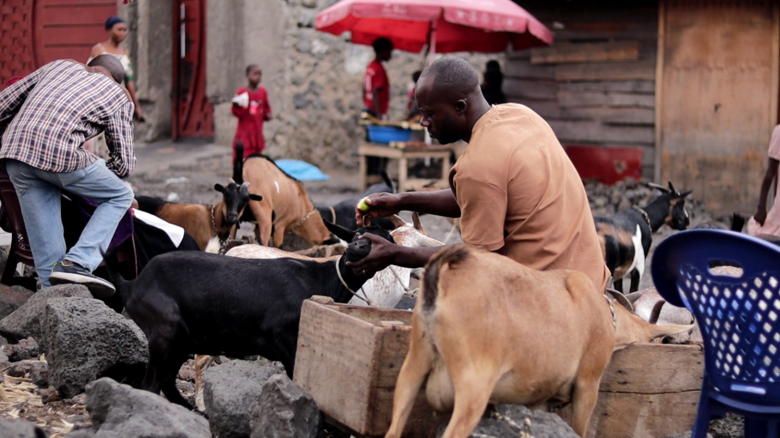 Goma : flambée du prix de la chèvre au marché de Gachaba flambée du prix de la chèvre au marché de Gachaba
