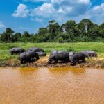un hippopotame testé positif au charbon dans le parc des Virunga