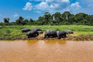 un hippopotame testé positif au charbon dans le parc des Virunga