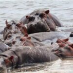 plusieurs hippopotames retrouvés morts dans la Semuliki