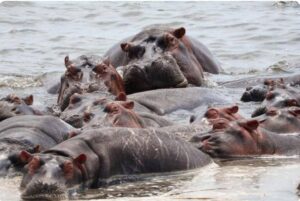 plusieurs hippopotames retrouvés morts dans la Semuliki