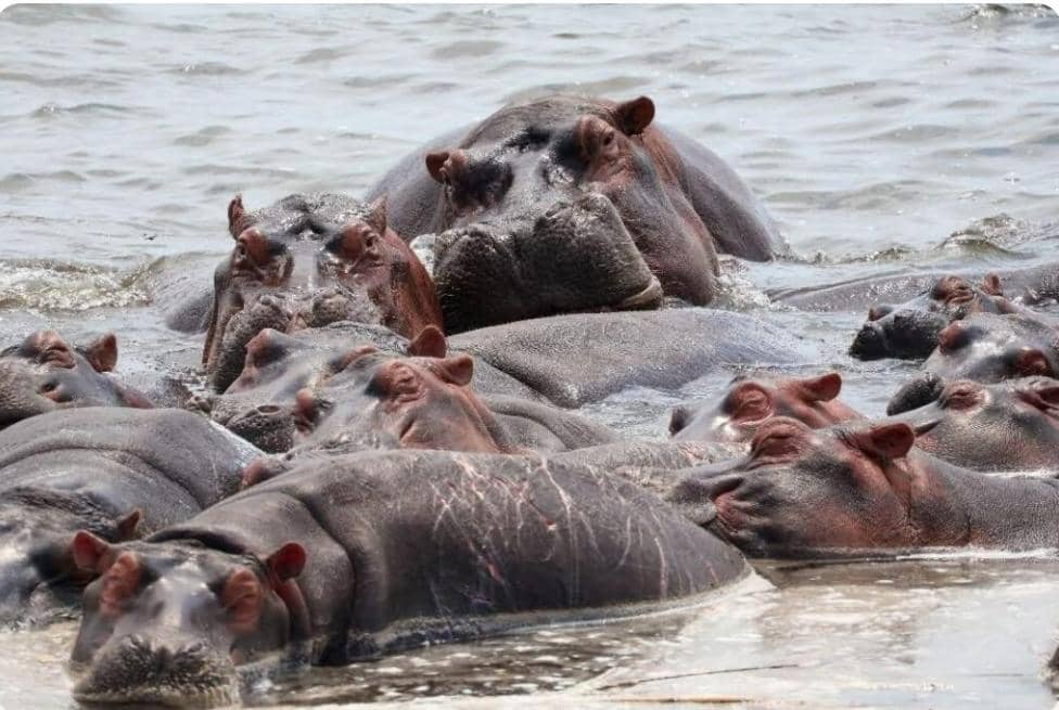 Nord-Kivu : plusieurs hippopotames retrouvés morts dans la Semuliki plusieurs hippopotames retrouvés morts dans la Semuliki
