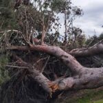 Walikale : une femme tuée par un arbre déraciné lors d’une forte pluie dans la forêt de Ku-weré